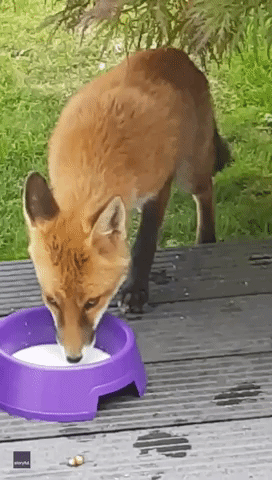 Surrey Woman Befriends Fox That Waits for Her 'Every Morning'
