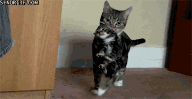 safe for work cat GIF by Cheezburger