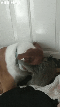 Raccoon Cuddles Its Canine Friend GIF by ViralHog