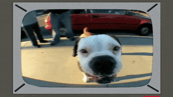 dog sniffing GIF by South Park 