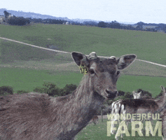 Buck Looking GIF by Wondeerful farm
