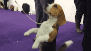 dog GIF by Westminster Kennel Club