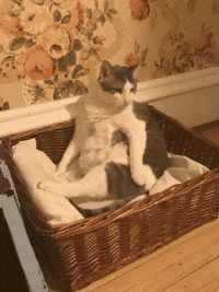 Triggerthecat GIF