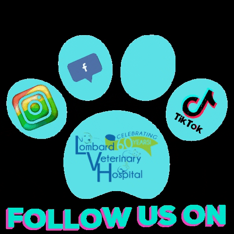 LombardVetHospital giphygifmaker giphyattribution socialmedia followus GIF