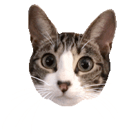 Cat Kitty Sticker by megan lockhart