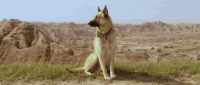 music video dog GIF by Conner Youngblood