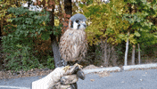 Head Satisfying GIF
