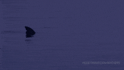Stay Out Shark Attack GIF by Reconnecting Roots