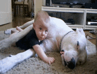 dog laying GIF