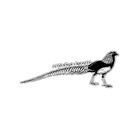 Black And White Illustration Sticker by The Wild Curiosity