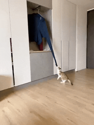cuteanimalland giphyupload GIF