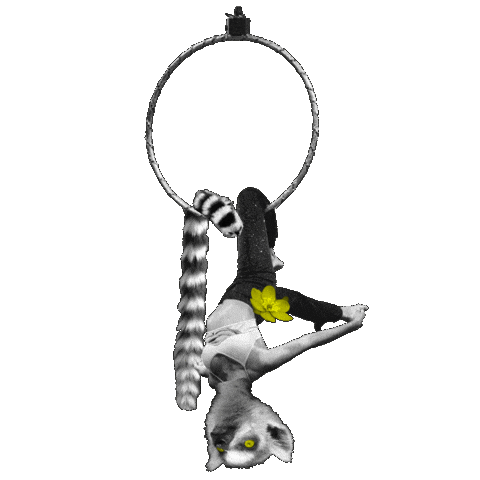 Fringe Lemur Sticker by EdinburghFringeFestival