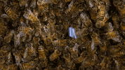 Cosmospossibleworlds GIF by cosmosontv
