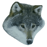 despues que te perdi sony music latin Sticker by Enrique Iglesias