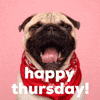 Video gif. A tan and black pug wears a red bandana. Its pink tongue sticks out, as it yawns wide. Text, "Happy Thursday!"