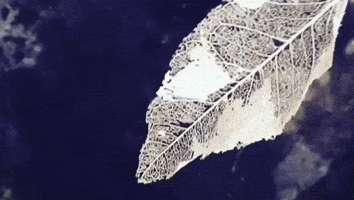 turning veins of leaf GIF by Barbara Pozzi