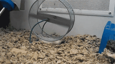 Cabin Fever Hamster GIF