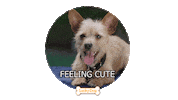 Puppy Love Sticker by cbsluckydog