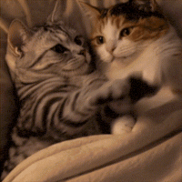 Good Night Love GIF