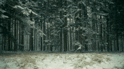 snow winter GIF by Living Stills