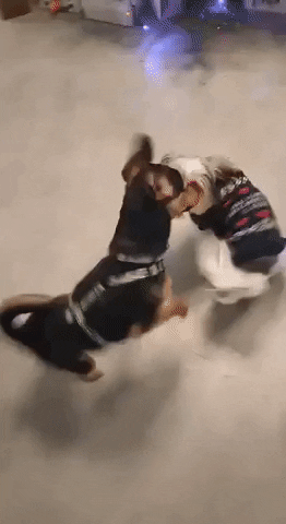 Dogs Puppy GIF by itMatch