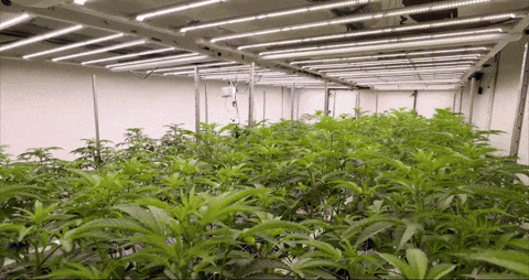 Plant GIF by Exclusive Brands