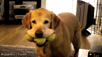 keeper wicket GIF