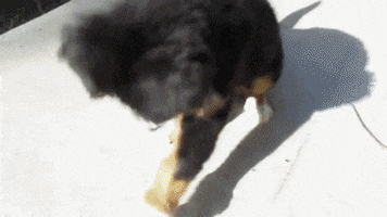 excited bernese mountain dog GIF