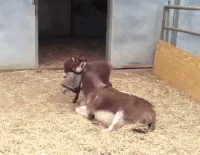 baby donkey GIF