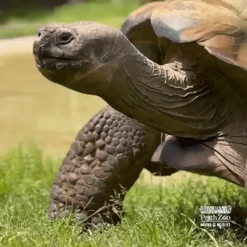 Galapagos Tortoise Zoo GIF by Storyful