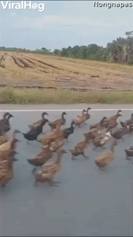 Flock of Ducks Makes Its Way Down the Road