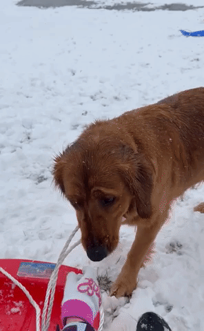 Dog Pulls Kid's Sled Through Snow