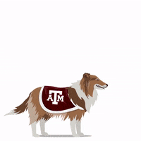 Compete College Football GIF by Wells Fargo