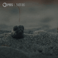 Costa Rica Baby GIF by Nature on PBS