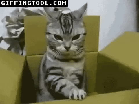 giphyupload GIF