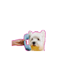 Dog Sticker by Festival De Patitas