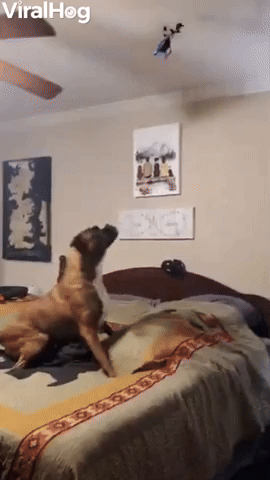 Dog Snatches Drone Out of the Air