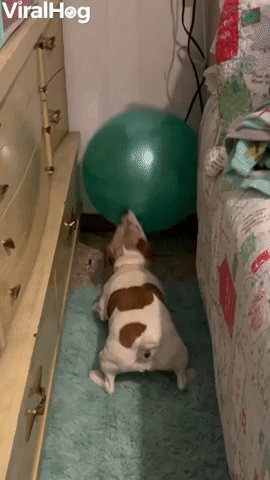 Dog Determined to Move Ball