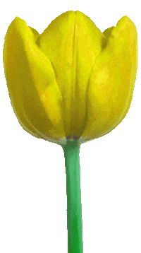 Disco Tulip Sticker by Big hART