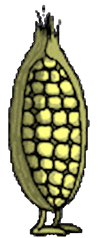 corn STICKER