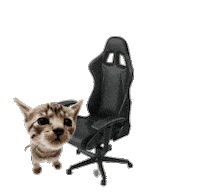 Spinning Cat Sticker