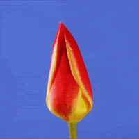 Tulip GIF by Vidad