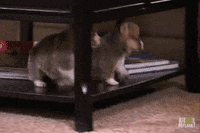 Corgi Kind GIF