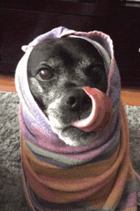 gottalotta dog worm tongue lick GIF