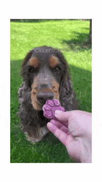 Cockeren_houdini hungry dinner dessert date GIF