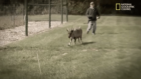 the incredible dr pol season 12 episode 6 GIF by Nat Geo Wild 