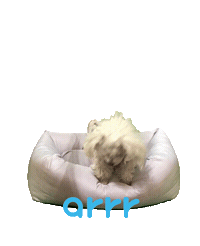 아르르 Sticker by arrr_official