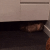 GIF by thecatball