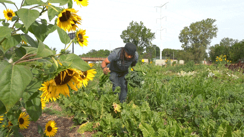 GIF by MacArthur Foundation