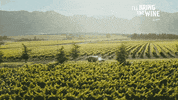 Chicken Feet Cooking Show GIF by Nederburg